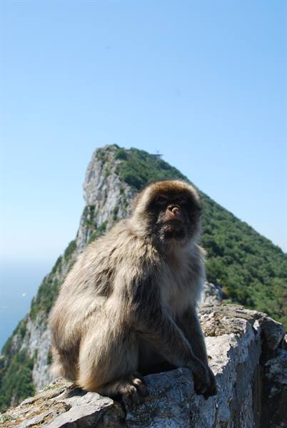 A Barbary macaque sitting on the rock wall of the Rock of Gibraltar