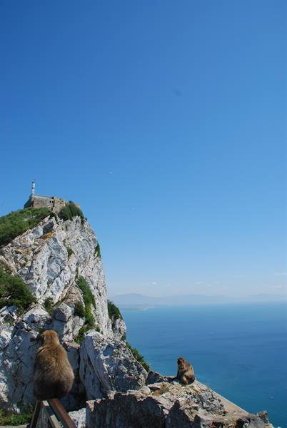Barbary macaques on limestone cliffs above the sea, Gun Battery, Gibraltar