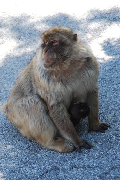 Barbary macaque sitting on grey asphalt, cradling a baby, sunlight
