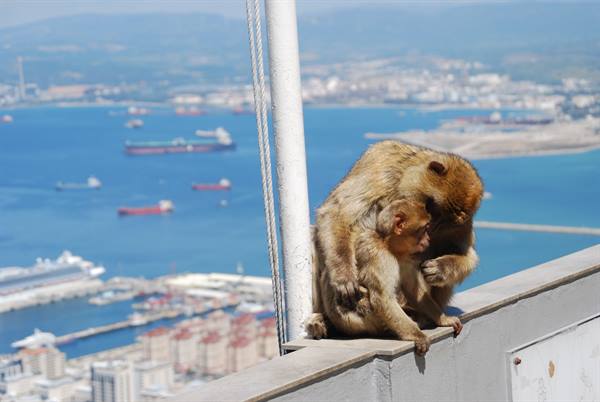 Barbary macaque with baby on a wall above Gibraltar harbour