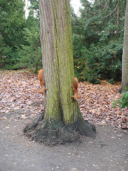 Squirrels at Charlottenburg