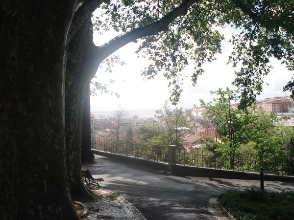 Old tree shades the walkway overlooking Lisbon rooftops and the river