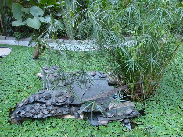 Turtles departing on the third track
