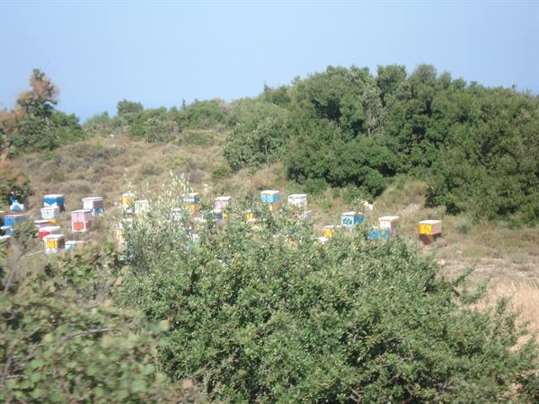 The honey 'factories'