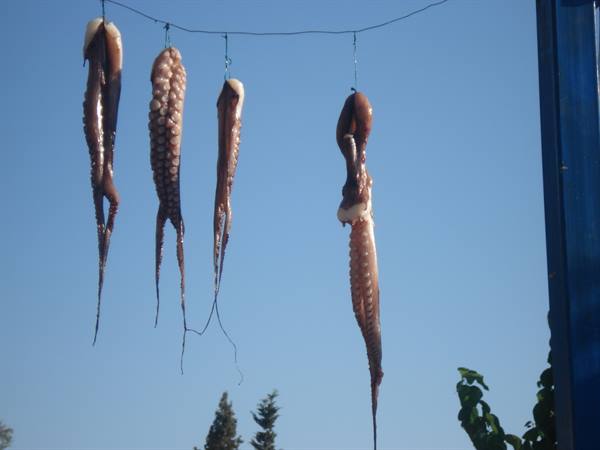 Octopuses hanging to dry on a wire against a blue sky