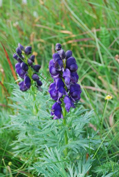 Blue aconite flowers blooming among green grass in an alpine meadow