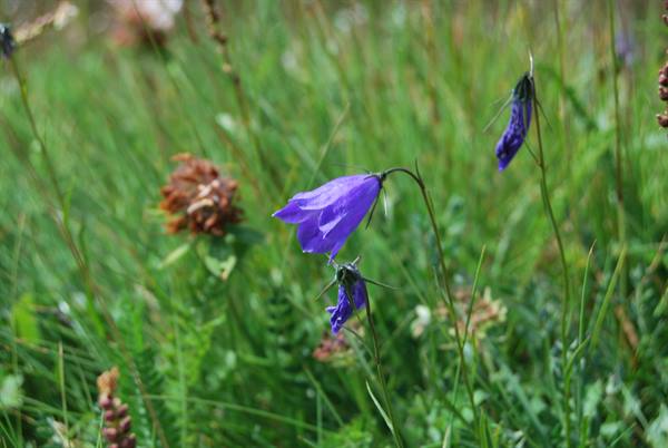 Purple harebell bending among green grass in natural mountain light