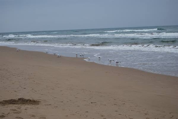 Seagulls on the sandy shoreline, waves and foam under a grey sky