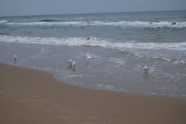 Seagulls at the water's edge under a grey sky
