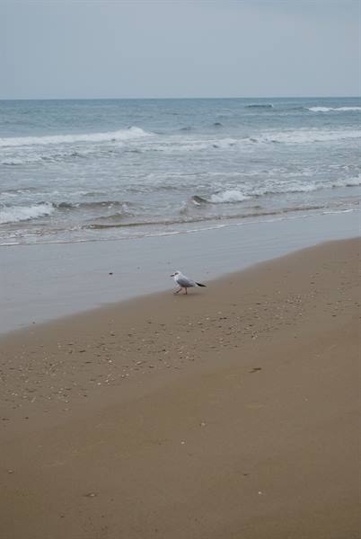 A seagull walking alone on a sandy beach under a grey sky