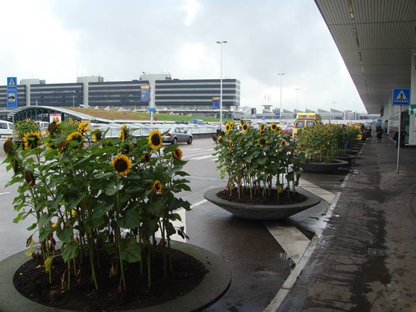 Planters with sunflowers outside the airport terminal under a grey sky