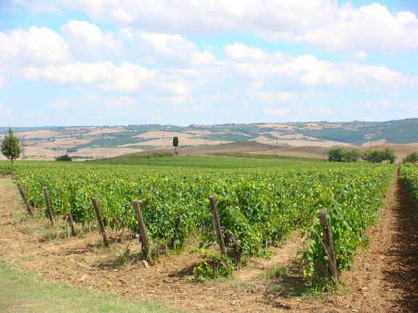 Postcards from the Val d'Orcia