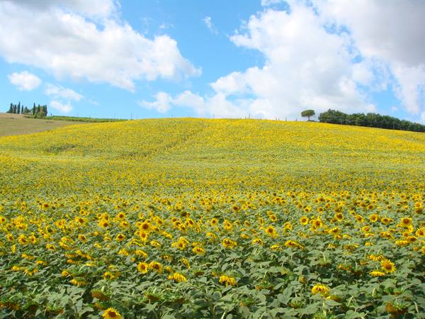 Blooming sunflower field on rolling hills, cypresses and white clouds, Val d'Orcia