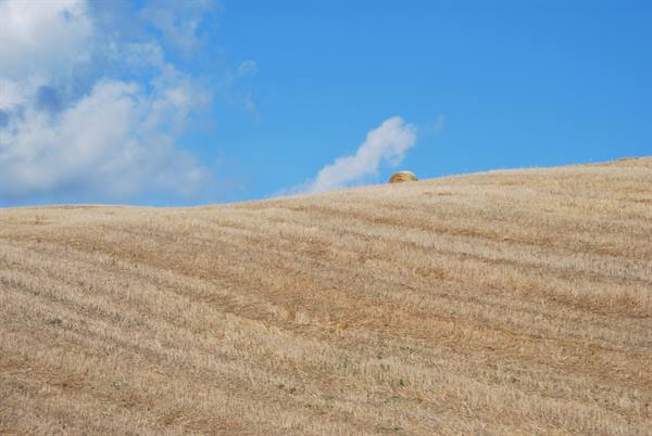 Harvested hill with hay bales in Val d'Orcia