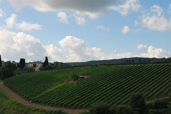 Rows of vines on the hillside, farmhouse among cypresses, cloudy sky