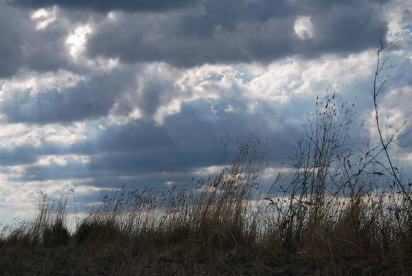 Dry grass at field's edge, stormy sky over Val d'Orcia