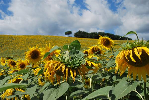 Withered sunflower field among the hills of Val d'Orcia