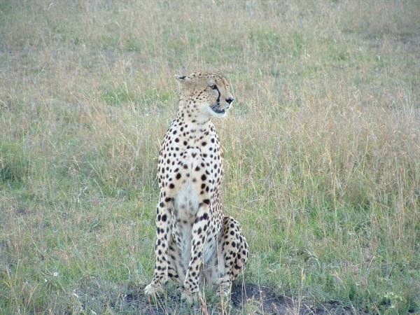 Masai Mara