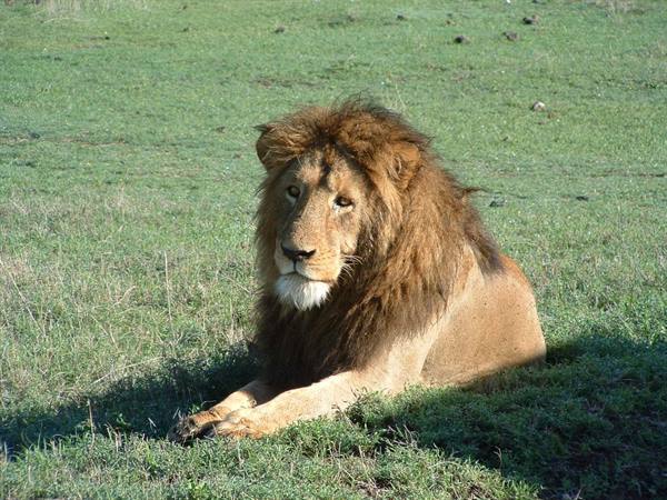 Ngorongoro