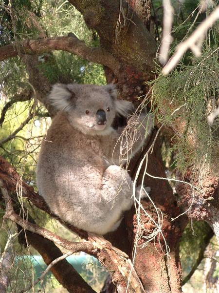 Koala