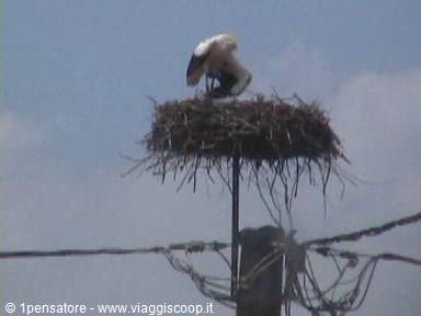 Storks' nests