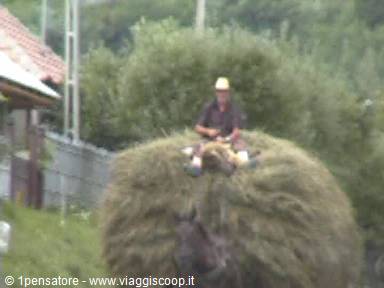 Hay transport
