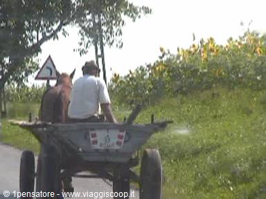 Common means of transport