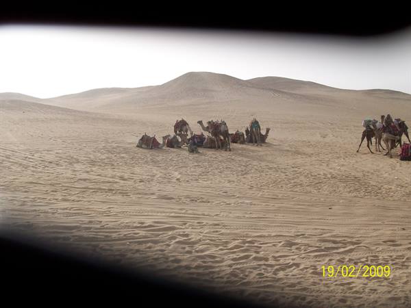 Camels with colorful saddles among sand dunes under a white sky
