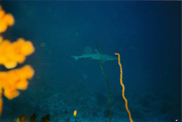 Shark swimming in blue water with yellow sponge in foreground