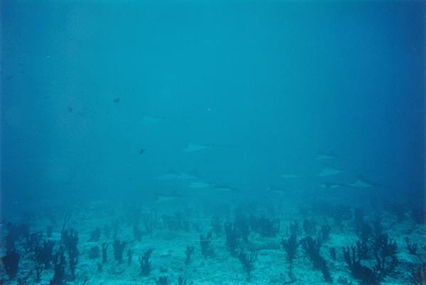 MANTA