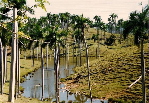 Small pond between green hills with tall royal palms, bright daylight