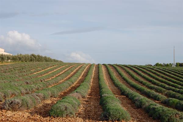 LAVENDER STILL GREEN