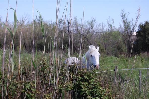 HORSES AND BULLS IN CAMARGUE