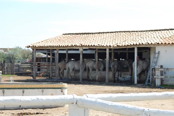 Horses under a tiled-roof stable, white wooden fence in the foreground