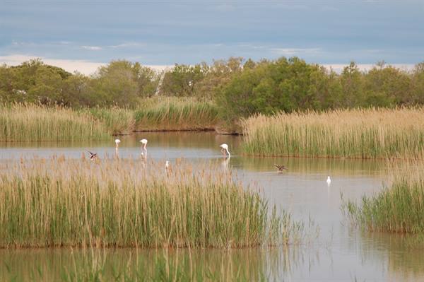 Flamingos and waterbirds among reeds in the Camargue marsh