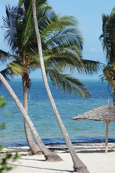 Leaning palm trees on white beach in front of turquoise sea, thatched umbrella