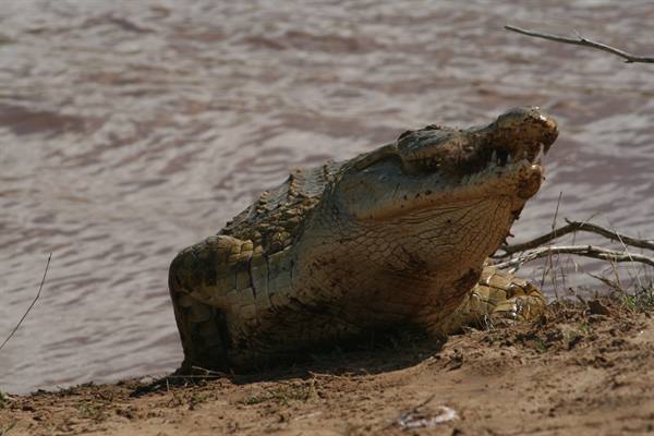 Nile crocodile with jaws half open on sandy riverbank