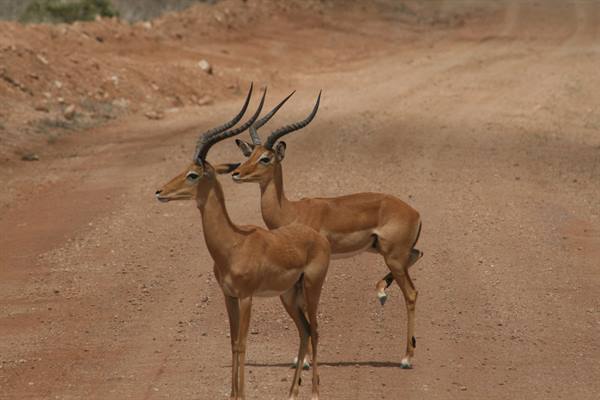 Two impala with long horns on a red dirt road