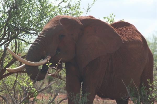 Red dust elephant eating leaves among bushes, Tsavo