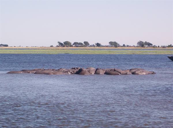 Hippos