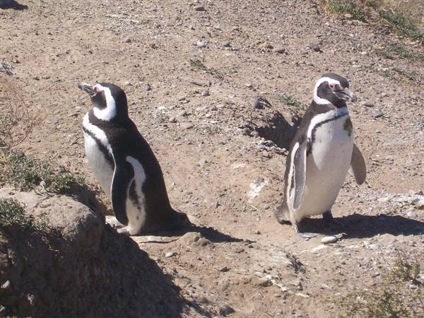 Valdes Peninsula-penguins