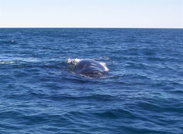 Valdes Peninsula-whales