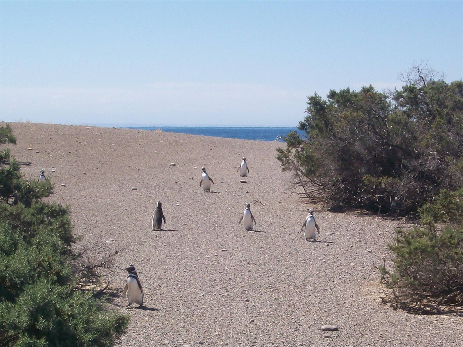 Punta Tombo