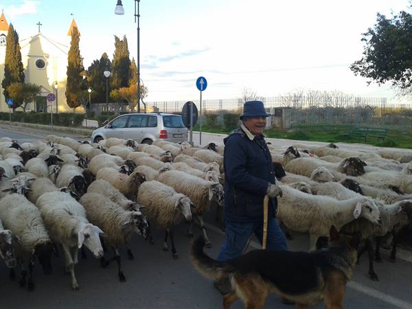 Shepherd in Venosa