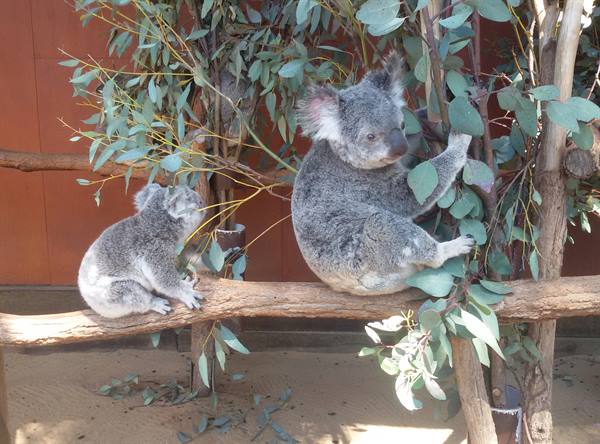 Two koalas on a branch with eucalyptus leaves, sunlight