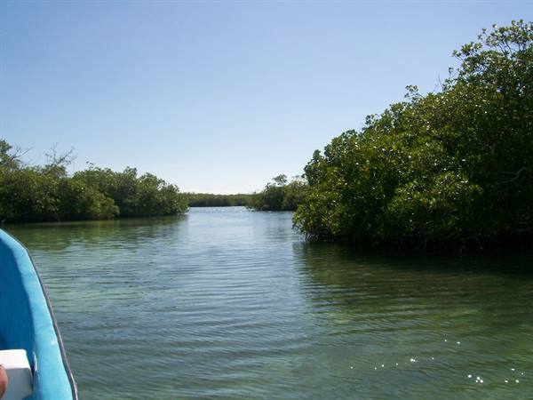 mangroves