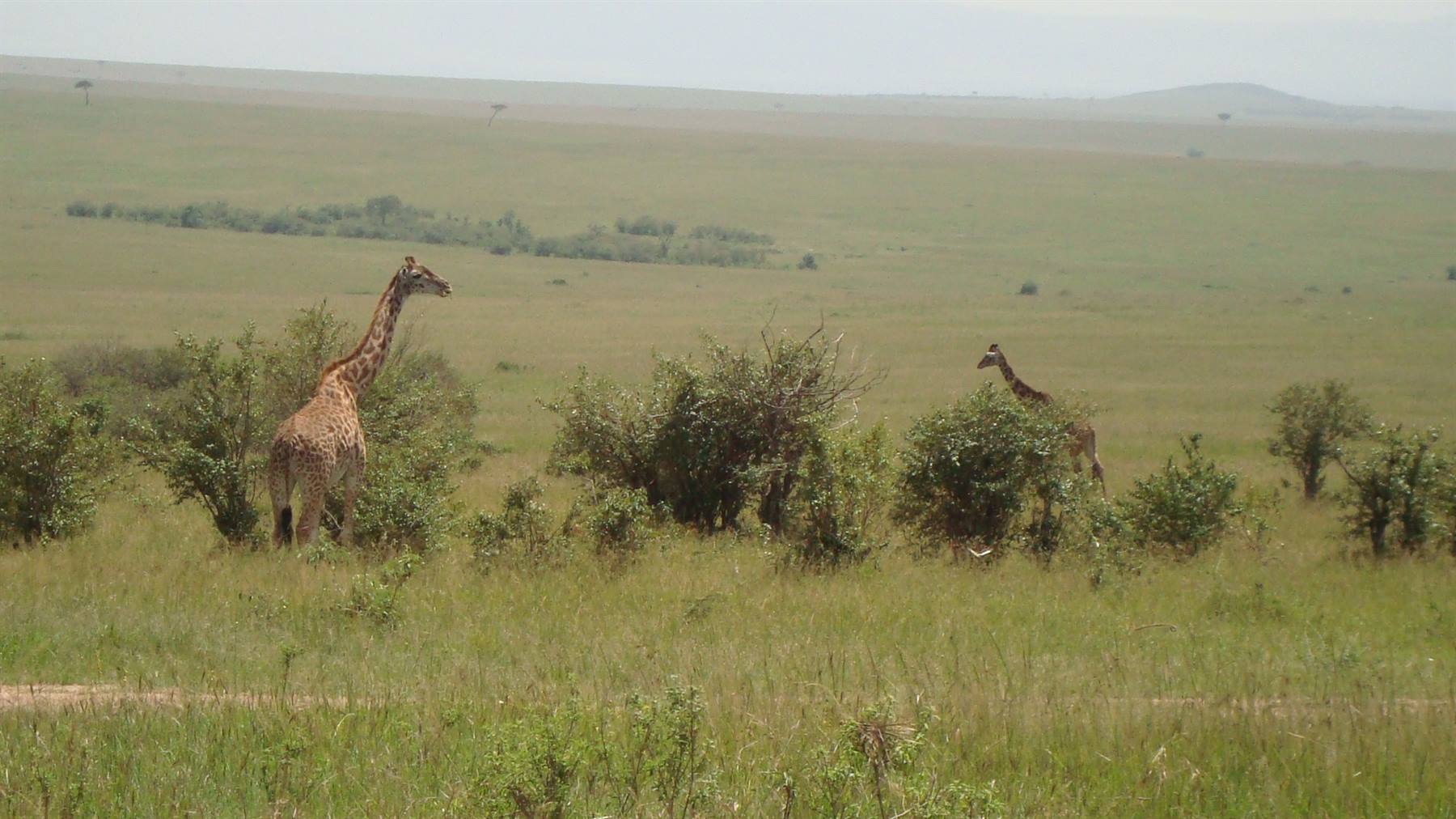 Masai Mara