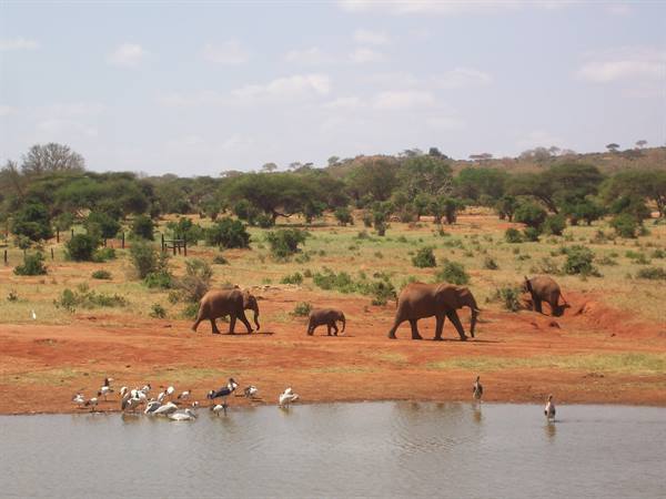 Tsavo East
