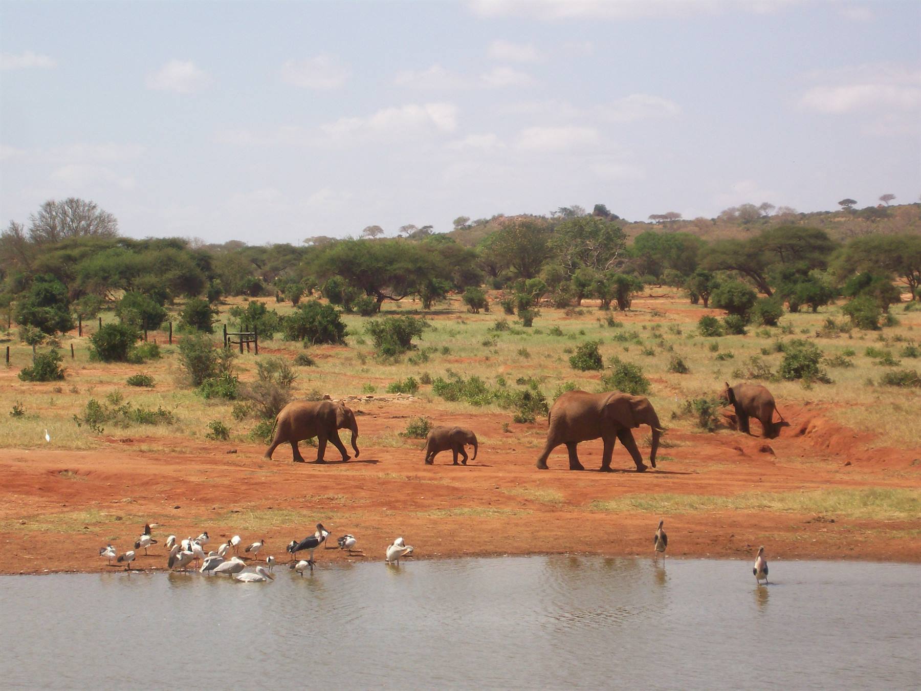 Tsavo East