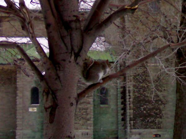 A gray squirrel on a branch in front of a stone building
